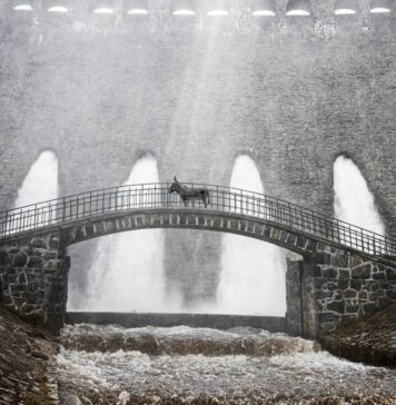 Polski film IO nominowany do Oscara. Piękna i przerażająco smutna opowieść o relacji ludzi i zwierząt