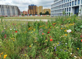 Wrocław: Nowe parkingi, remonty ulic, odnowione kamienice i zielone inicjatywy