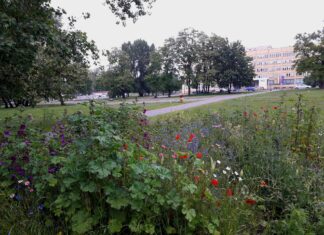 Flora i pszczoła – warsztaty rodzinne z tworzenia łąk kwietnych w Muzeum Architektury