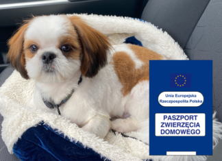 Paszporty dla zwierząt – gdzie we Wrocławiu wyrobić paszport dla psa?