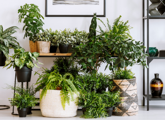 Zrób zakupy w Magnolia Park i odbierz modne rośliny doniczkowe!