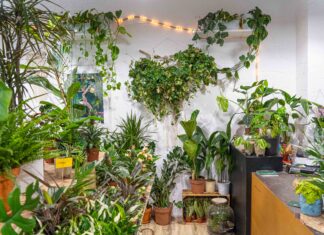 We Wrocławiu otwiera się Przesadzarnia! Pierwsza w Polsce lecznica dla roślin