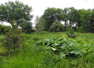 Zamiast chaszczy nowe drzewa i plac zabaw? Czasem to zły pomysł! Jak pisać projekty WBO, które nie szkodzą przyrodzie?