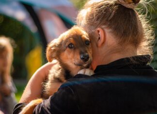 Wielki Piknik Charytatywny GRUPY RATUJ – spędź niezapomniany dzień z czworonogami!