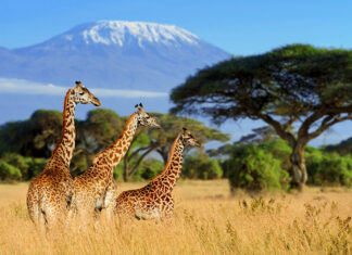 Nowy egzotyczny kierunek z Wrocławia. Polecimy do Kenii
