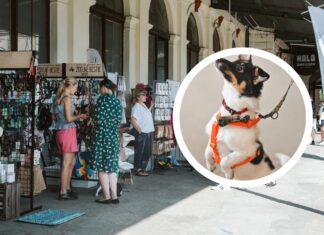 Targi dla zwierzaków we Wrocławiu – świetne wydarzenie dla miłośników czworonogów!