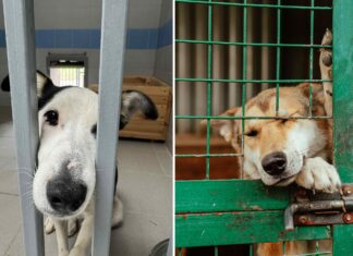 Znaleziono szczenięta w kartonach. Wrocławskie schronisko apeluje o pomoc!