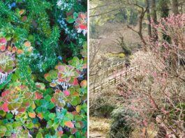 Zimowy Weekend w Arboretum Wojsławice – pierwsze takie wydarzenie w historii!