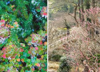 Zimowy Weekend w Arboretum Wojsławice – pierwsze takie wydarzenie w historii!