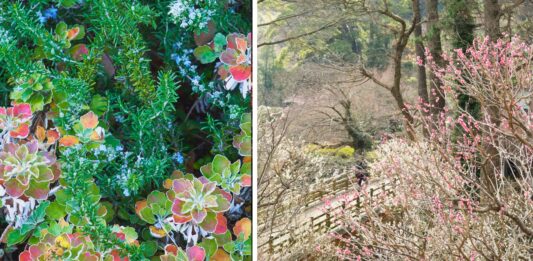 Zimowy Weekend w Arboretum Wojsławice – pierwsze takie wydarzenie w historii!