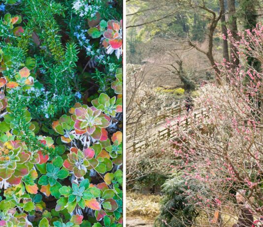 Zimowy Weekend w Arboretum Wojsławice – pierwsze takie wydarzenie w historii!