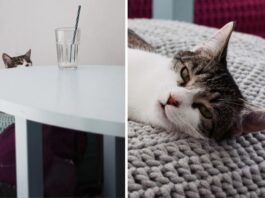 Kocie kawiarnie we Wrocławiu – raj dla miłośników kotów