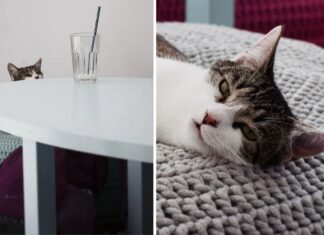 Kocie kawiarnie we Wrocławiu – raj dla miłośników kotów