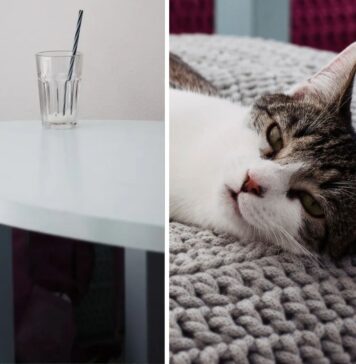 Kocie kawiarnie we Wrocławiu – raj dla miłośników kotów