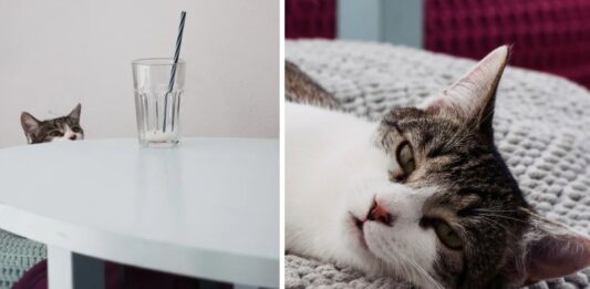 Kocie kawiarnie we Wrocławiu – raj dla miłośników kotów