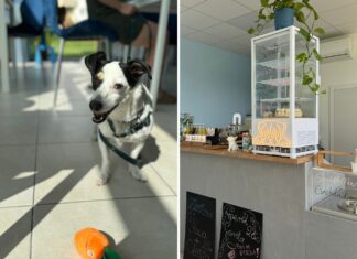 Nowa Psia Kawiarnia we Wrocławiu! Byliśmy w CakeDogs Caffe