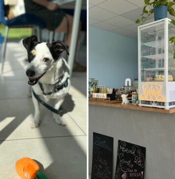 Nowa Psia Kawiarnia we Wrocławiu! Byliśmy w CakeDogs Caffe