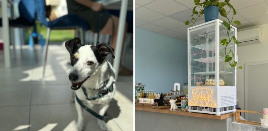 Nowa Psia Kawiarnia we Wrocławiu! Byliśmy w CakeDogs Caffe