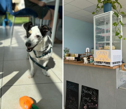 Nowa Psia Kawiarnia we Wrocławiu! Byliśmy w CakeDogs Caffe