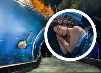 Noc w Afrykarium we Wrocławiu: Przeżycie jedno na milion