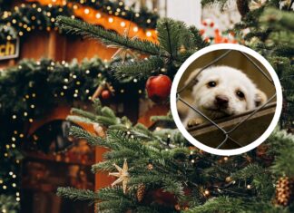 Świąteczny Kiermasz Charytatywny w Schronisku dla Bezdomnych Zwierząt we Wrocławiu