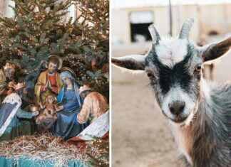 Żywa szopka we Wrocławiu. Ostatni moment, żeby ją zobaczyć