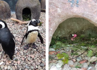 O homoseksualnej parze pingwinów z wrocławskiego ZOO, która udekorowała swoje legowisko różowym flamingiem