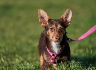 Program bezpłatnego czipowania oraz sterylizacji psów i kotów we Wrocławiu 2025
