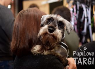 PupiLove Targi już w najbliższy weekend! Zabierz psa lub kota na zakupy