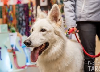 PupiLove Targi – czyli raj dla miłośników psów, kotów i nie tylko!