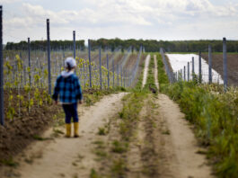 Winnica Jadwiga, to pod Wrocławiem produkuje się najlepsze wina w Polsce