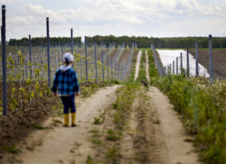 Winnica Jadwiga, to pod Wrocławiem produkuje się najlepsze wina w Polsce