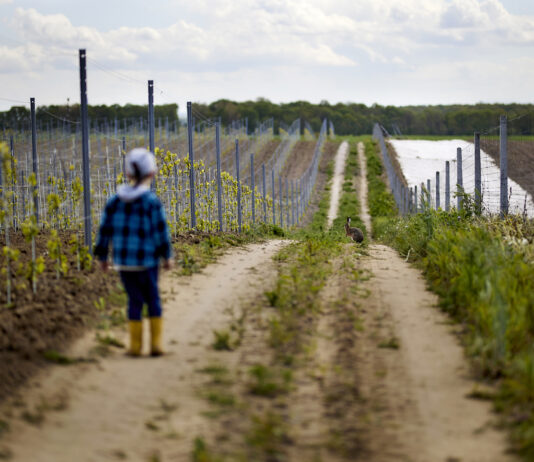 Winnica Jadwiga, to pod Wrocławiem produkuje się najlepsze wina w Polsce