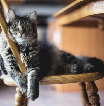 Kocia Piękność Wrocławia 2018 – zgłoś swojego małego przyjaciela!