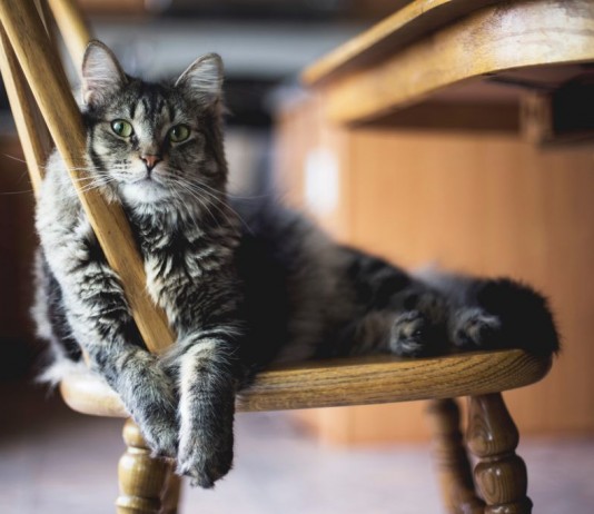 Kocia Piękność Wrocławia 2018 – zgłoś swojego małego przyjaciela!