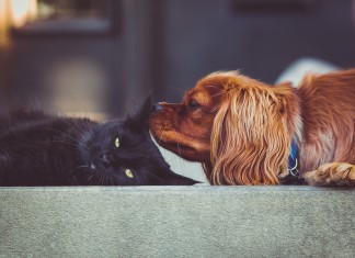 Rusza III edycja Wrocławskiego Serca dla Zwierząt. Prześlij swoje zgłoszenie!