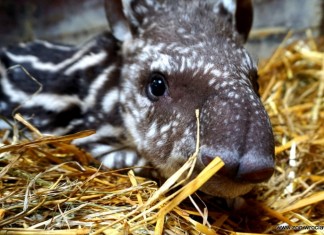 Szczęśliwe narodziny we wrocławskim zoo! Mała Sara już na świecie