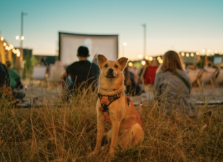Czas na psiefajną imprezę roku! Weekend dla czworonogów we Wrocław Fashion Outlet