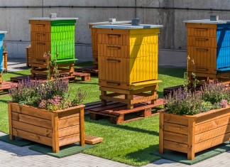 „Cud miód” we Wroclavii – premiera miodu z pasieki z dachu CH Wroclavia