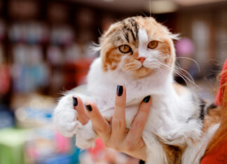 Kocury, kotki i kocięta, czyli pokaz kotów rasowych w Magnolia Park