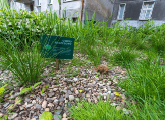 Wrocław: Rusza kolejna edycja programu Złap Deszcz. Od 5 do 10 tys. złotych na instalację