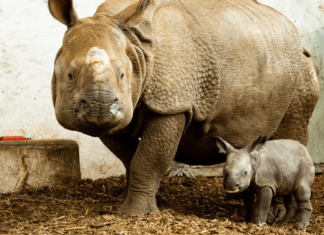 We wrocławskim ZOO po raz pierwszy urodził się nosorożec indyjski!