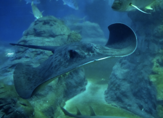 SENSACJA: Drugie na świecie i pierwsze w Europie narodziny płaszczki w ZOO Wrocław!