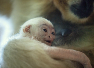 W ZOO Wrocław urodził się gibon białopoliczkowy – przedstawiciel krytycznie zagrożonego gatunku