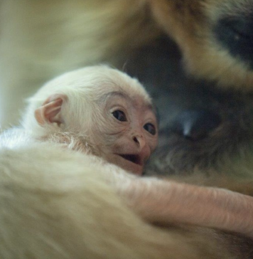 W ZOO Wrocław urodził się gibon białopoliczkowy – przedstawiciel krytycznie zagrożonego gatunku