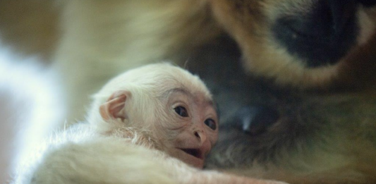 W ZOO Wrocław urodził się gibon białopoliczkowy – przedstawiciel krytycznie zagrożonego gatunku