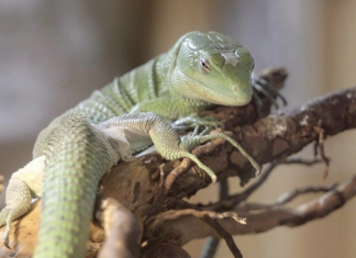 Maleńki smok z Afryki urodził się we wrocławskim ZOO
