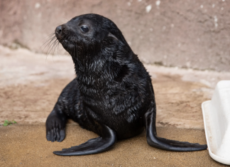 ZOO Wrocław: W 2021 roku na świat przyszło blisko pół tysiąca zwierząt!