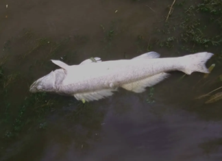 Wrocław: Woda w Odrze została zatruta, wyłowiono już 7 ton śniętych ryb. Nie wchodźcie do rzeki!