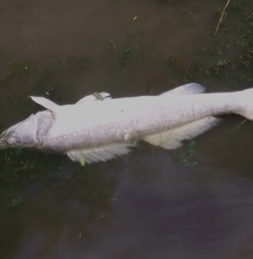 Wrocław: Woda w Odrze została zatruta, wyłowiono już 7 ton śniętych ryb. Nie wchodźcie do rzeki!